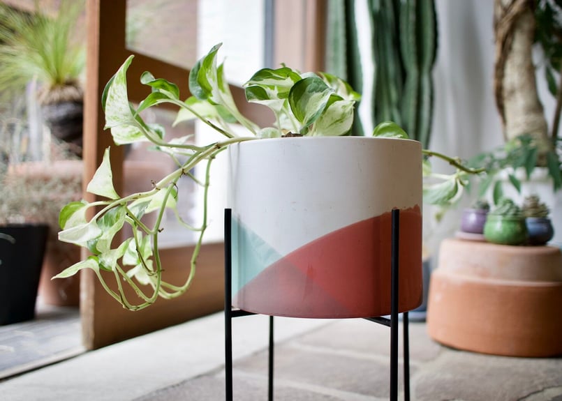 鉢カバー サナージ20M スタンドK | mana's farm:塊根植物・アガベ