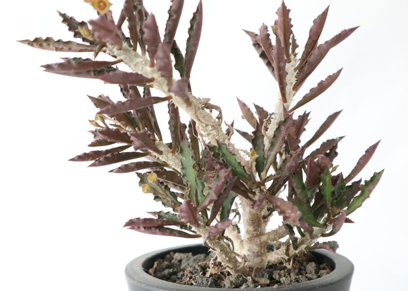 ユーフォルビア デカリー | mana's farm:塊根植物・アガベ・ドライ