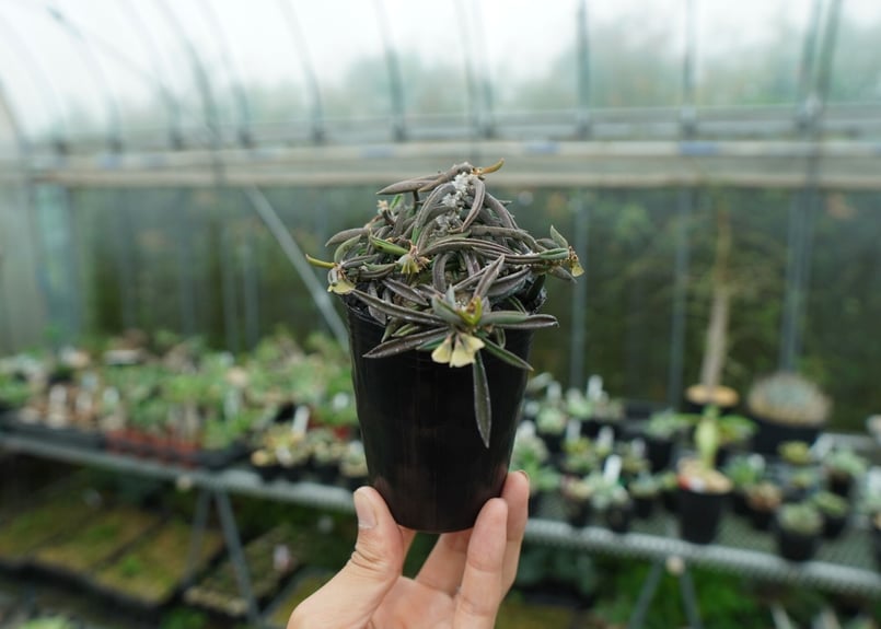 ユーフォルビア キリンドリフォリア Euphorbia cylindrifolia | man