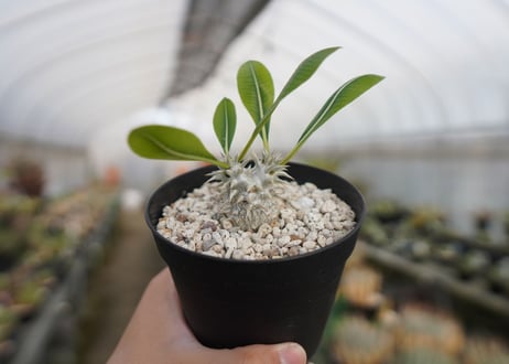 パキポディウム　恵比寿大黒 Pachypodium Densicaule　No.2