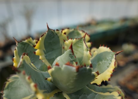 アガベ　兜蟹錦　連棘　Agave isthmensis “Kabutogani” variegata