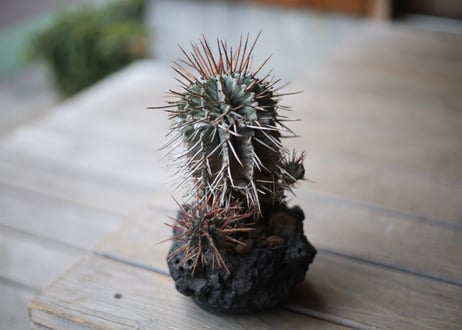 ユーフォルビア　強棘ホリダ 　Euphorbia horrida