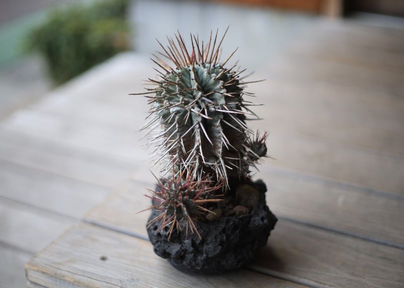 USホリダ　強棘　良血統 アガベ ホリダ 016 Agave horrida 強棘 | Sunny Branch