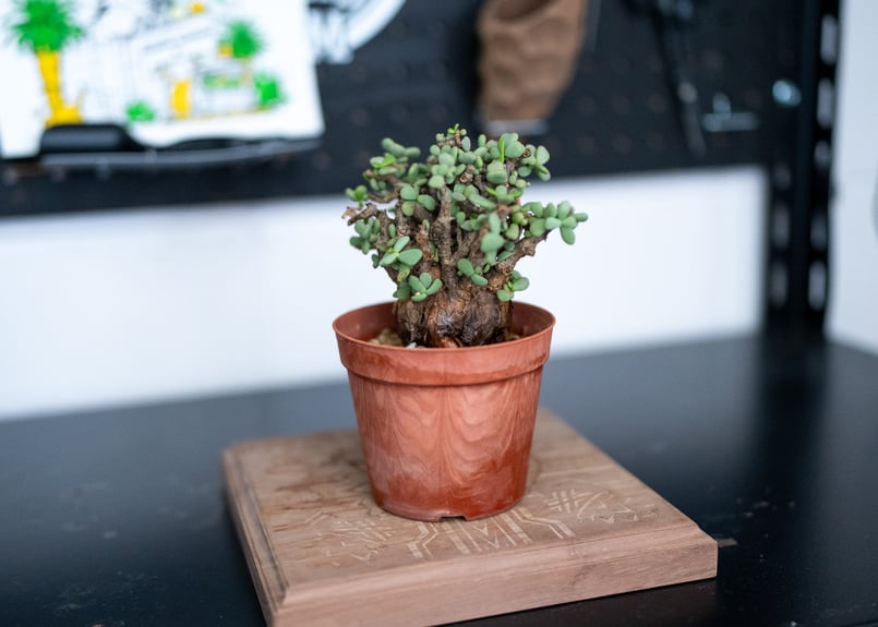 ケラリア ピグマエア 沖縄管理株 | mana's farm:塊根植物・アガベ