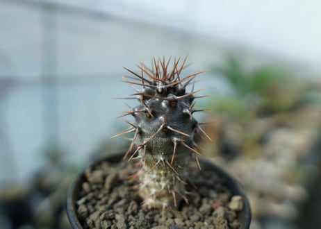 パキポディウム　ラメリー　ラモーサム　Pachypodium lamerei var.ramosum