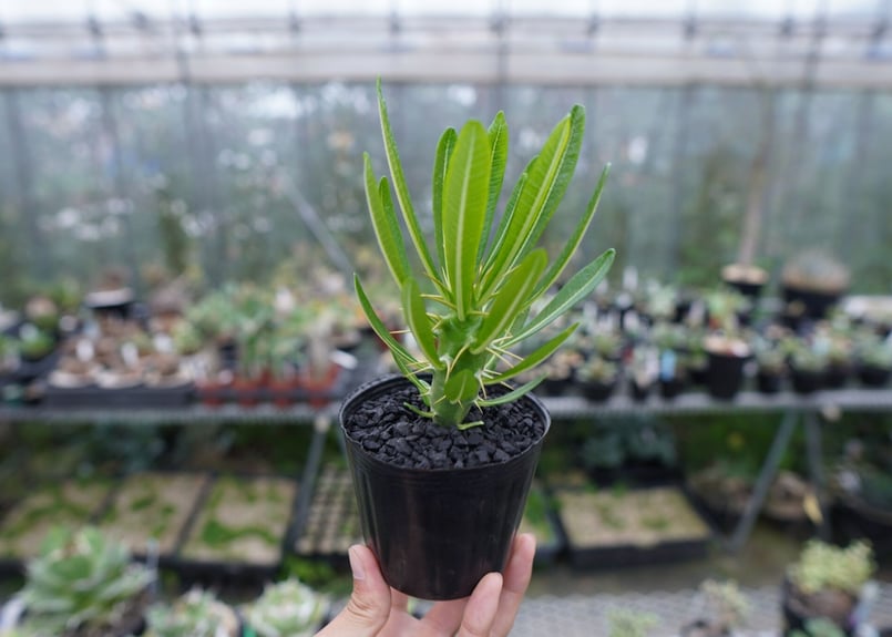 ピコ様専用パキポディウム アンボンゲンセ 1.2 （Pachypodium