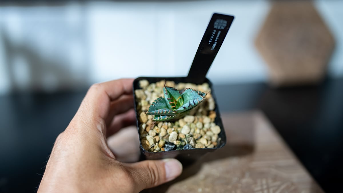 チタノタブルー 実生 選抜株 | mana's farm:塊根植物・アガベ・ドライ