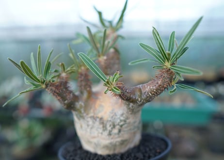 パキポディウム　グラキリス　 Pachypodium Gracilius  No.5