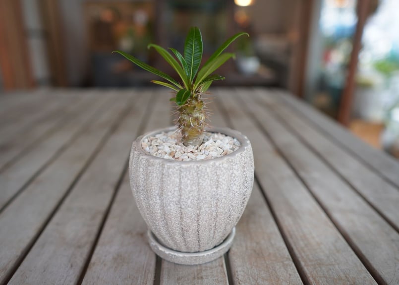パキポディウム ​フィヘレネンセ Pachypodium lamerei var. fiher
