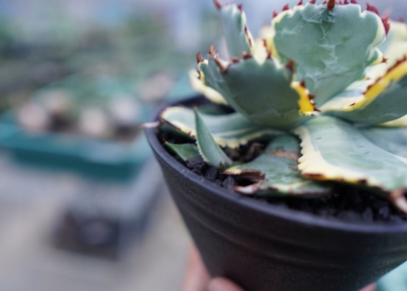 アガベ 兜蟹錦 連棘 Agave isthmensis “Kabutogani” varieg