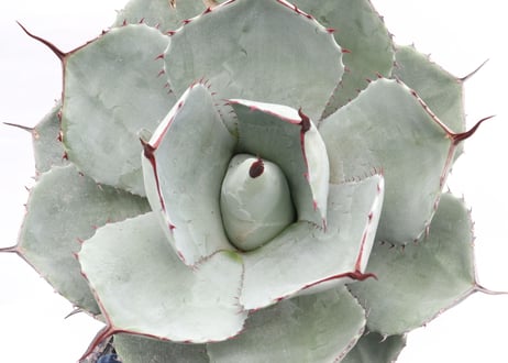 Agave parryi var truncata Huntington  №1