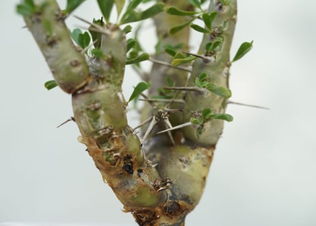 Sarcocaulon patersonii
