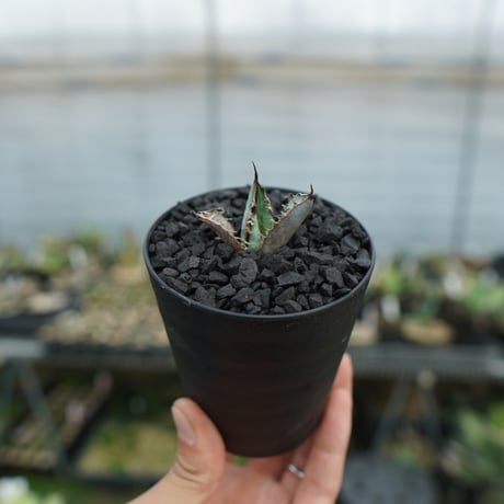 ライオンズメーン | STORES