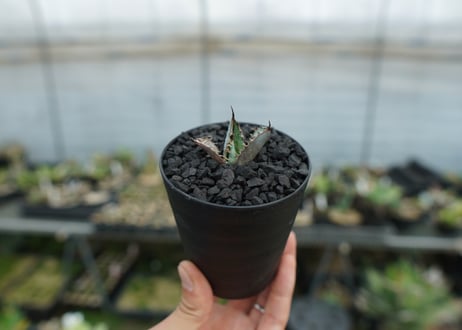 アガベ　チタノタ　ライオンズメーン　Agave titanota Lion's Mane  No.1