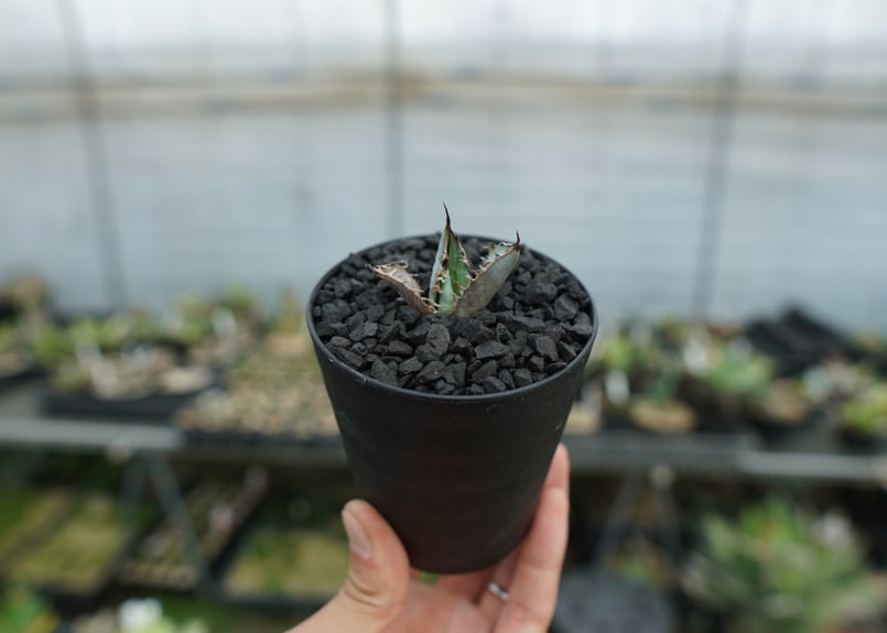 アガベ チタノタ ライオンズメーン Agave titanota Lion's Mane N