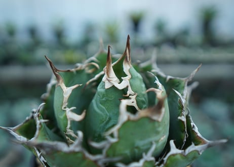 アガベ　チタノタ　白鯨　Agave titanota White whale　NO.1