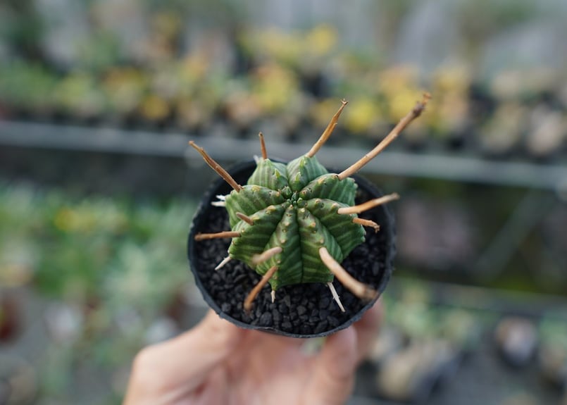 ユーフォルビア スーパーバリダ Euphorbia super valida No.3 |