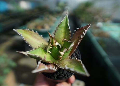 アガベ　チタノタ　レッドキャットウィーズル　Agave titanota Red catweezle　No.10