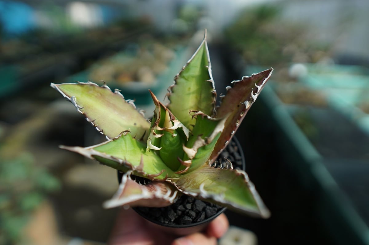アガベ チタノタ レッドキャットウィーズル Agave titanota Red catwee