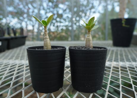 アデニウム　Adenium  No.2