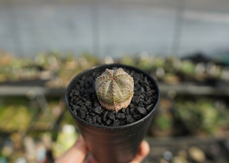 ユーフォルビア　オベサブロー　Euphorbia ObesaBlow
