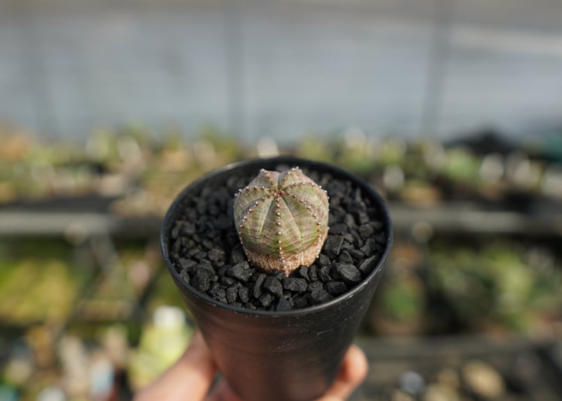 ユーフォルビア オベサブロー Euphorbia ObesaBlow | mana's far