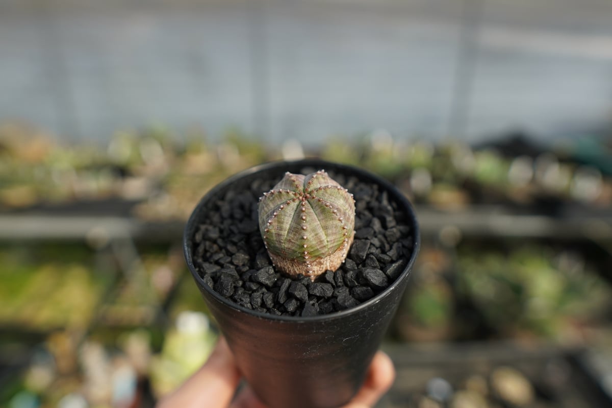 ユーフォルビア オベサブロー Euphorbia ObesaBlow | mana's far