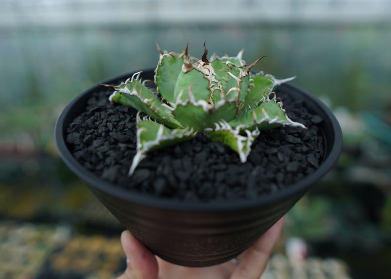 アガベ　チタノタ　フィリグリー　大株　コレクション株 アガベ チタノタ フィリグリー 大株 コレクション株 Yahoo