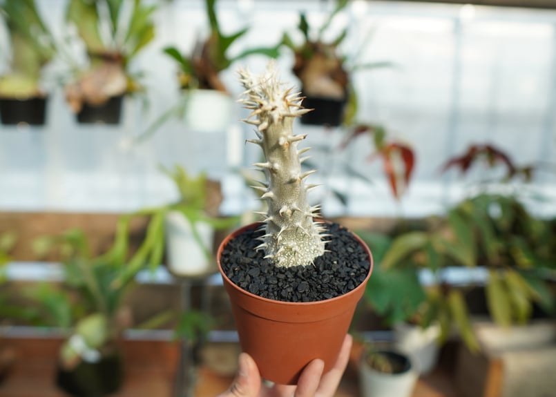 パキポディウム デンシフローラム No.2 | mana's farm:塊根植物