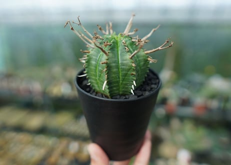 ユーフォルビア　スーパーバリダ　Euphorbia super valida