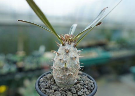 パキポディウム　カクチぺス　Pachypodium cactipes