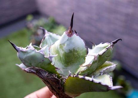 Agave B&B C NO.3