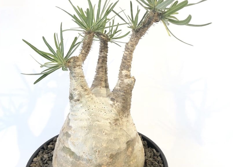 パキポディウム グラキリス 白肌 パキポディウム グラキリス 白肌 現地球 鉢ごと