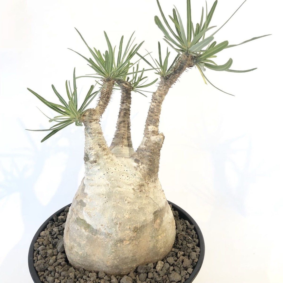 マ*ツ様 多幹塊根植物 パキポディウムグラキリス グラキリス 輸入球 A3266☆パキポディウム 塊根植物 コーデック