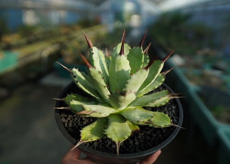アガベ　マクロアカンサ×ポタトラム　 Agave macroacantha×potatorum