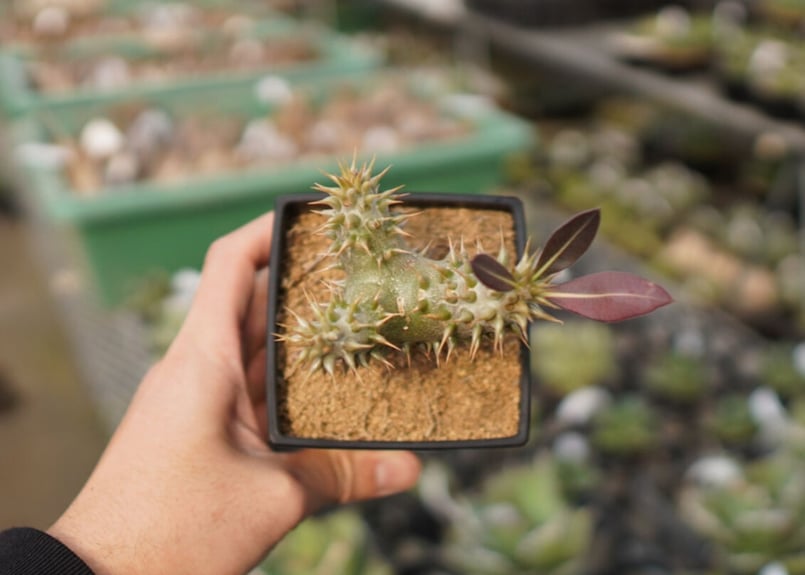 パキポディウム カクチペス | mana's farm:塊根植物・アガベ・ドライ