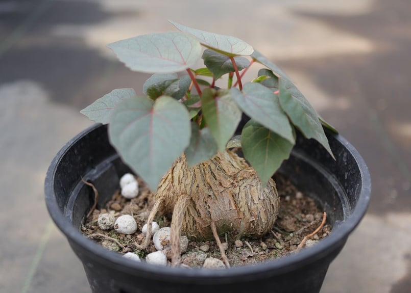 フィカス　ペティオラリス フィカス・ペティオラリス S | 観葉植物の通販 AND PLANTS
