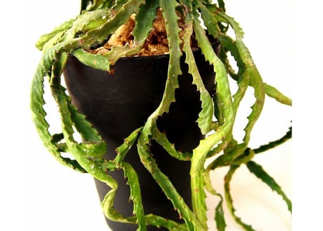 ユーフォルビア ステラータ 飛竜  Euphorbia stellata 12 未発根