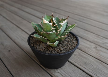 Soulabo x mana's farm AGAVE-アガベ ソウラボ Soulabo x mana's