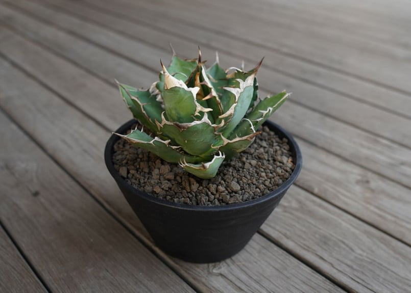 アガベチタノタ　MS-WV ② アガベチタノタ MS-WV ② 【限定値下げ】 - メルカリ