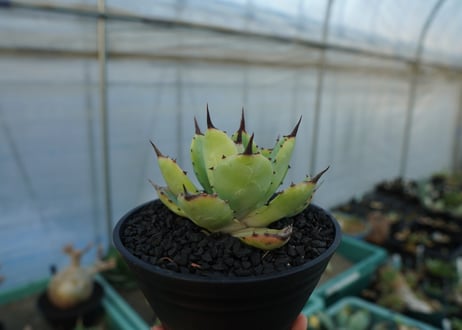 アガベ　マクロアカンサ×ポタトラム　 Agave macroacantha×potatorum