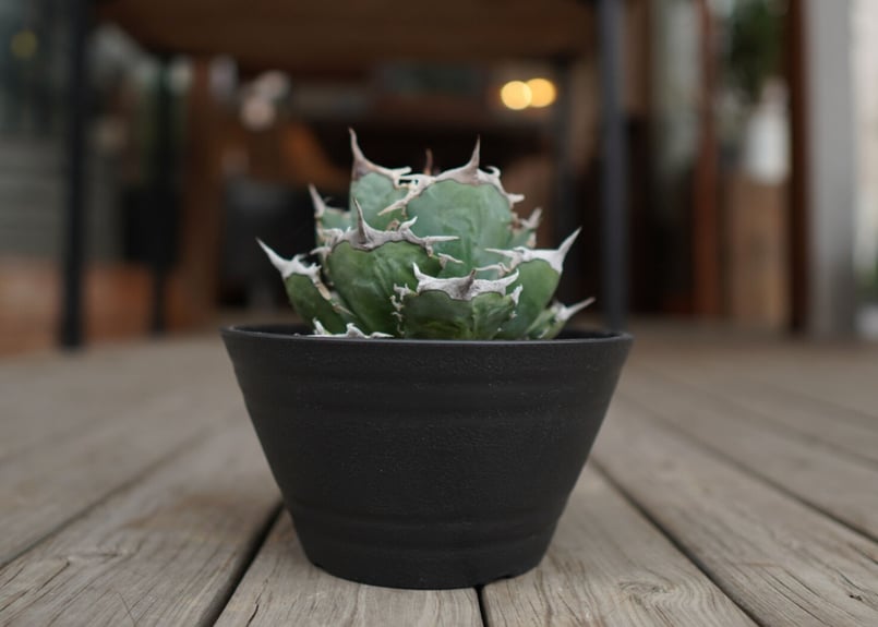 agave titanota FO76 強棘type | mana's farm:塊根植物・ア
