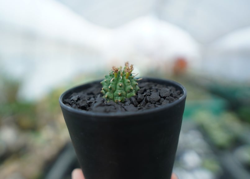 ユーフォルビア 群星冠 Euphorbia Stellispina | mana's farm