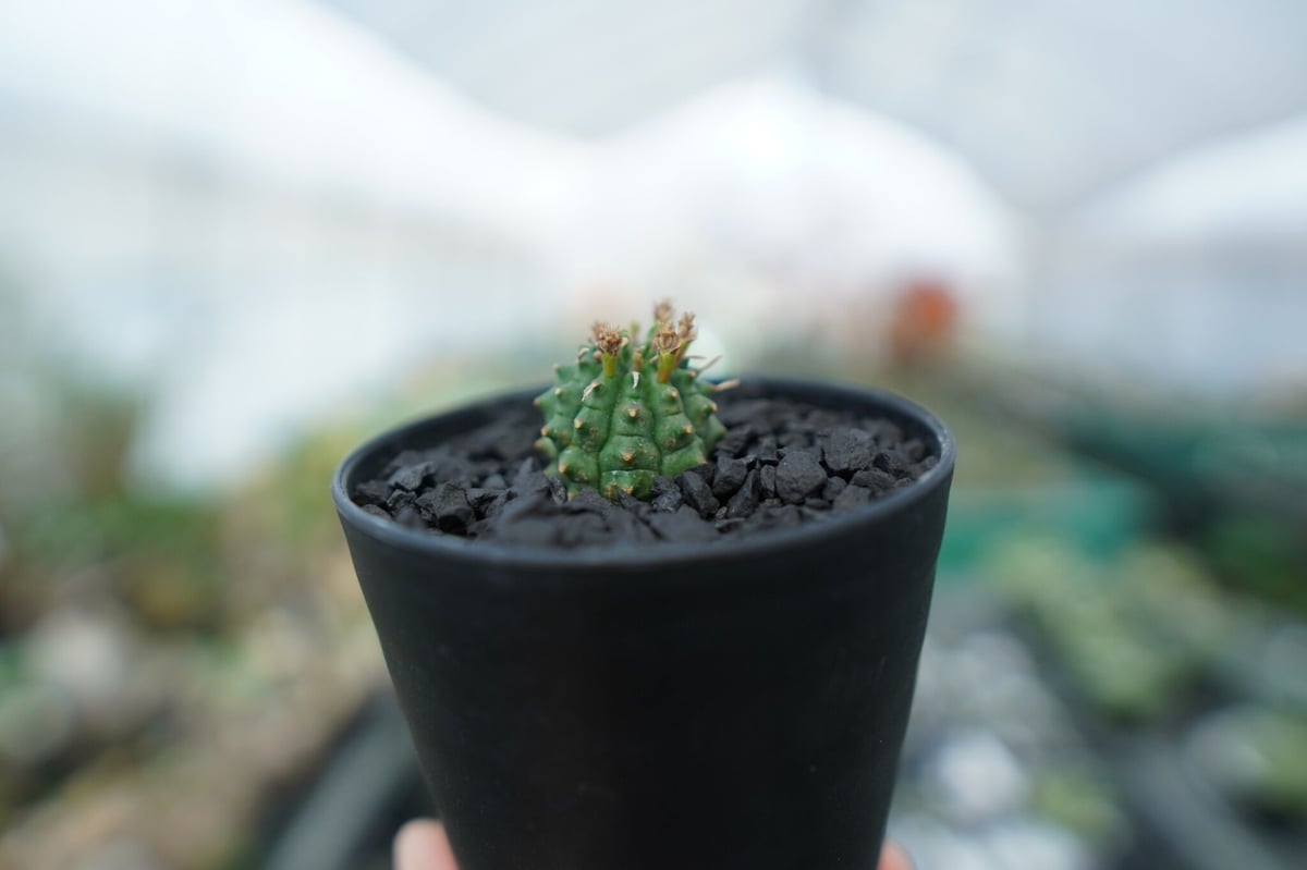 ユーフォルビア 群星冠 Euphorbia Stellispina | mana's farm