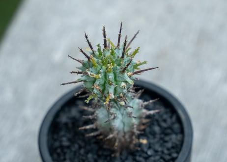 ユーフォルビア　ホリダ