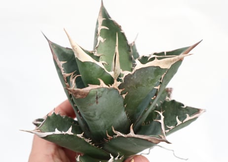 Agave titanota FO-76 dwarf  compacta  no.3