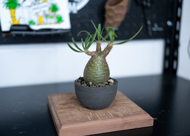 パキポディウム グラキリス 沖縄管理株 | mana's farm:塊根植物