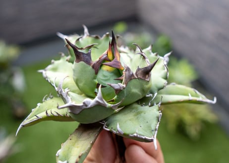Agave titanota dwarf 姫厳龍NO.2   (G)