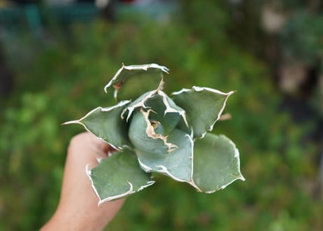 Agave titanota 白鯨 B NO.4
