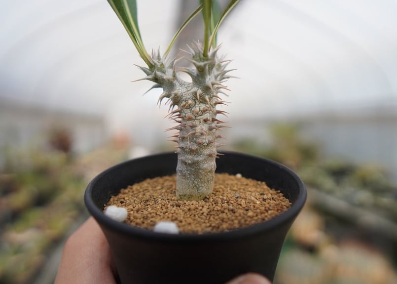 パキポディウム デンシフローラム Pachypodium densiflorum | mana